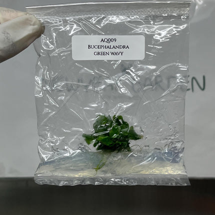 Bucephalandra Green Wavy Tissue Culture (1 item/bag)
