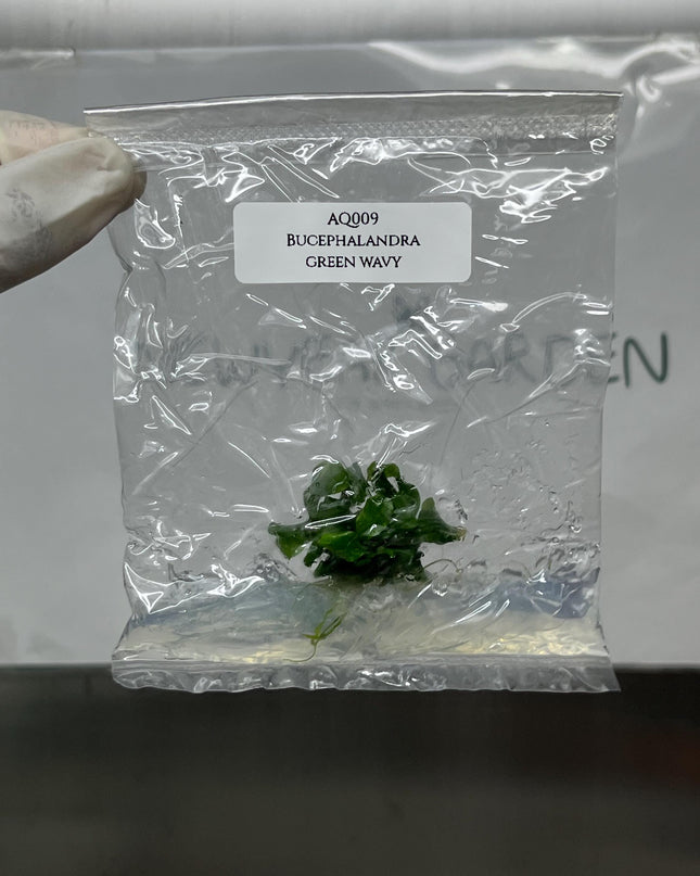 Bucephalandra Green Wavy Tissue Culture (1 item/bag)