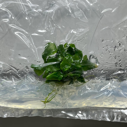 Bucephalandra Green Wavy Tissue Culture (1 item/bag)