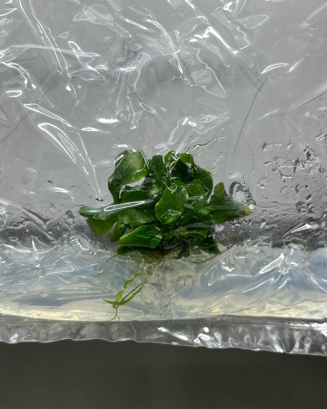 Bucephalandra Green Wavy Tissue Culture (1 item/bag)