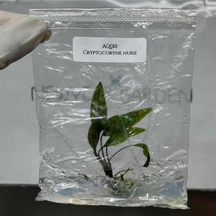 Cryptocoryne Nurii Tissue Culture (1 item/bag)