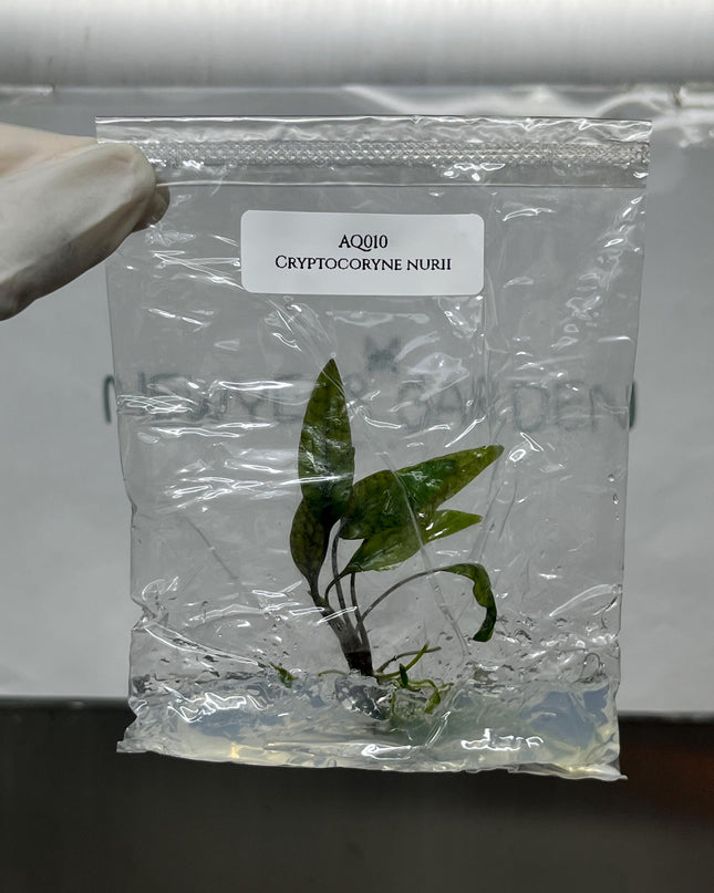 Cryptocoryne Nurii Tissue Culture (1 item/bag)