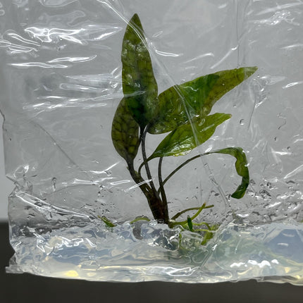 Cryptocoryne Nurii Tissue Culture (1 item/bag)