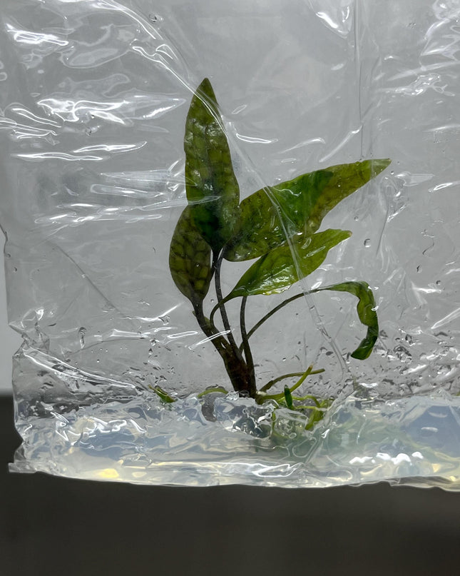 Cryptocoryne Nurii Tissue Culture (1 item/bag)