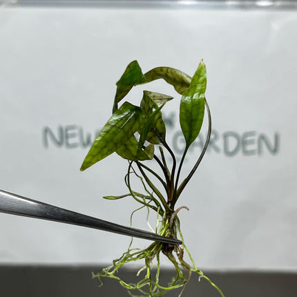 Cryptocoryne Nurii Tissue Culture (1 item/bag)