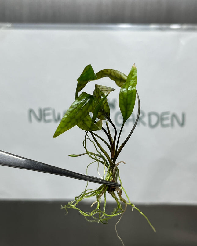 Cryptocoryne Nurii Tissue Culture (1 item/bag)