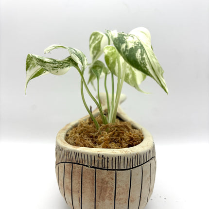 Ceramic Whale Planter Pot with Hand-Painted Floral Design