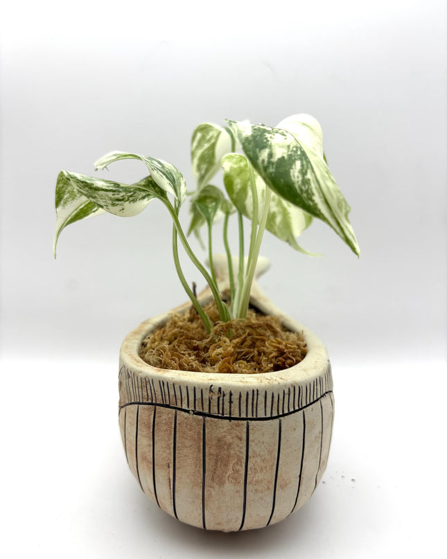 Ceramic Whale Planter Pot with Hand-Painted Floral Design