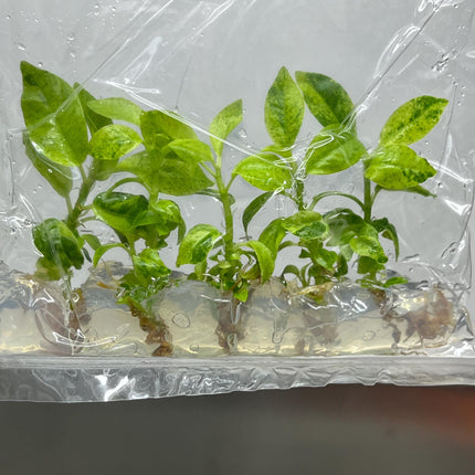 Ficus Elastica Shivereiana Tissue Culture (5 items/bag)