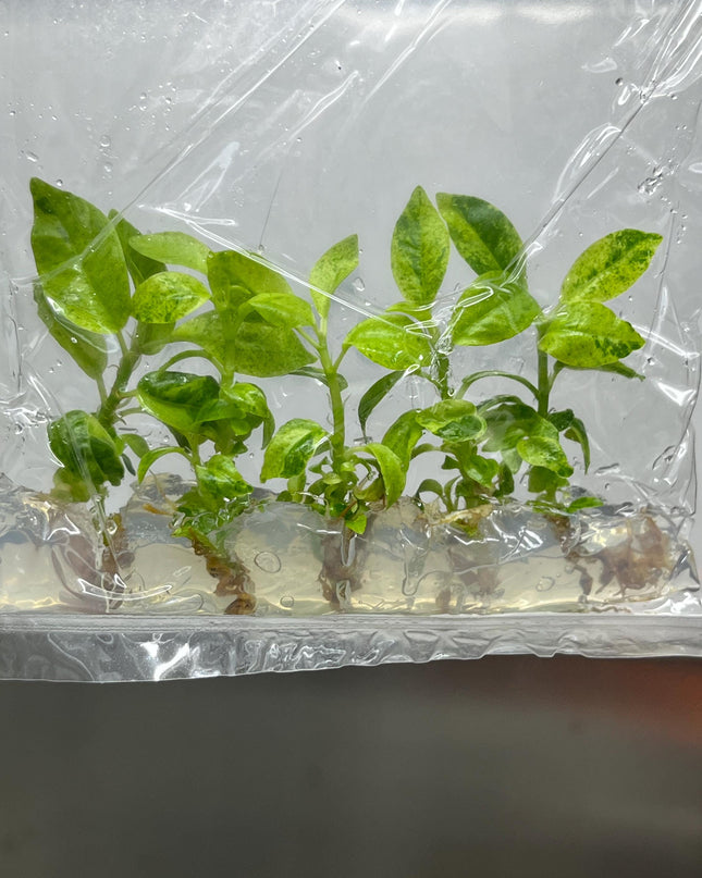 Ficus Elastica Shivereiana Tissue Culture (5 items/bag)
