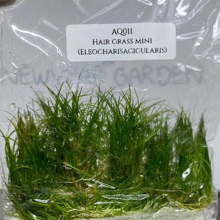 Hair Grass ( Eleocharisacicularis ) Tissue Culture (1 item/bag)