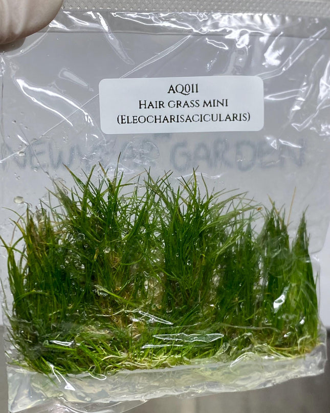 Hair Grass ( Eleocharisacicularis ) Tissue Culture (1 item/bag)