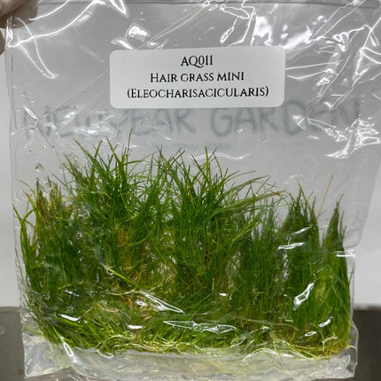 Hair Grass ( Eleocharisacicularis ) Tissue Culture (1 item/bag)