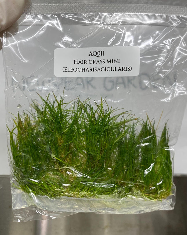 Hair Grass ( Eleocharisacicularis ) Tissue Culture (1 item/bag)