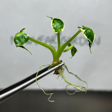 Alocasia Mickey Mouse Albo Variegated Tissue Culture (5 items/bag)