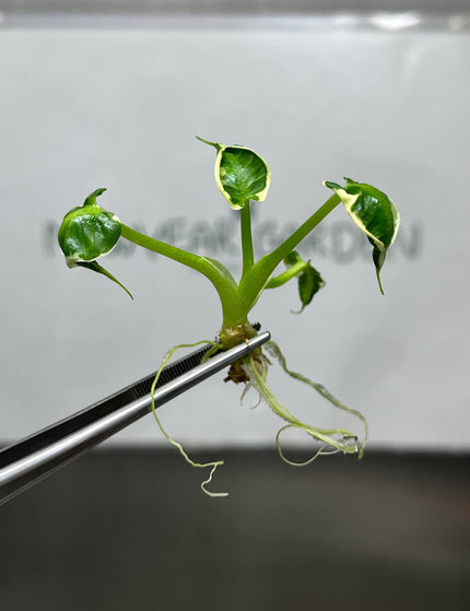 Collection image for: Alocasia