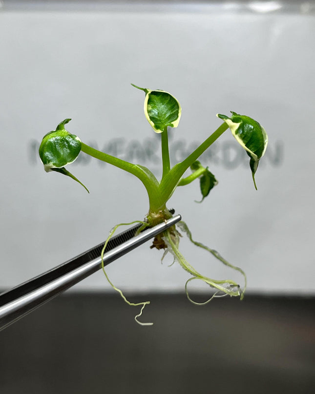 Alocasia Mickey Mouse Albo Variegated Tissue Culture (5 items/bag)