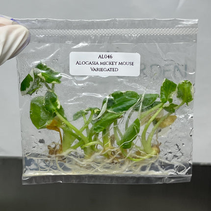 Alocasia Mickey Mouse Albo Variegated Tissue Culture (5 items/bag)