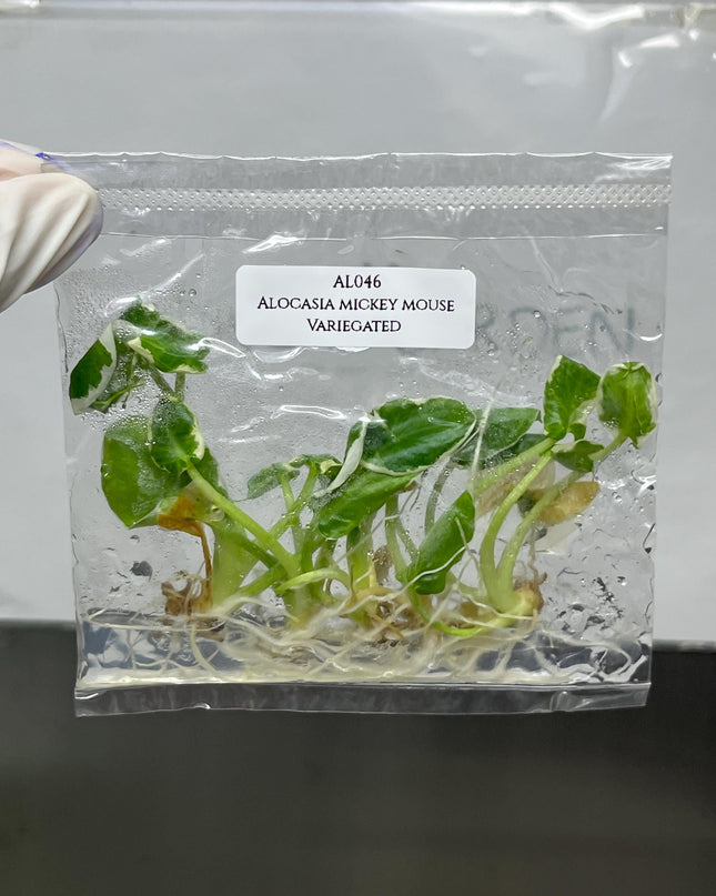 Alocasia Mickey Mouse Albo Variegated Tissue Culture (5 items/bag)