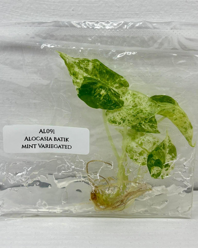 Alocasia Batik Mint Variegated  Tissue Culture (1 plant/bag)