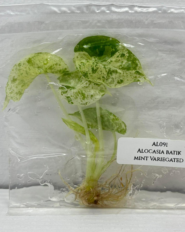 Alocasia Batik Mint Variegated  Tissue Culture (1 plant/bag)