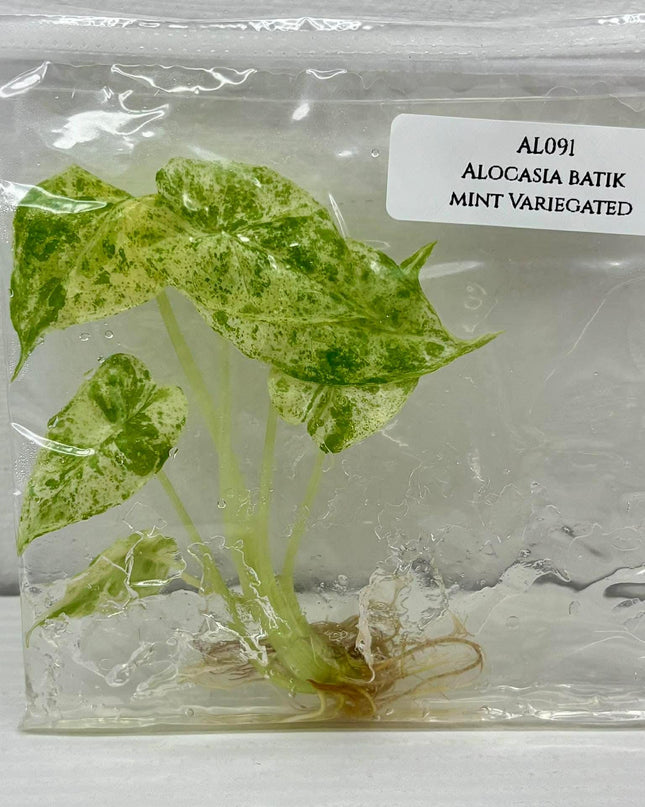 Alocasia Batik Mint Variegated  Tissue Culture (1 plant/bag)