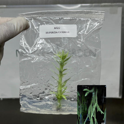 Huperzia Goebelii Tissue Culture (1 item/bag)