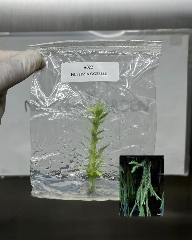 Huperzia Goebelii Tissue Culture (1 item/bag)
