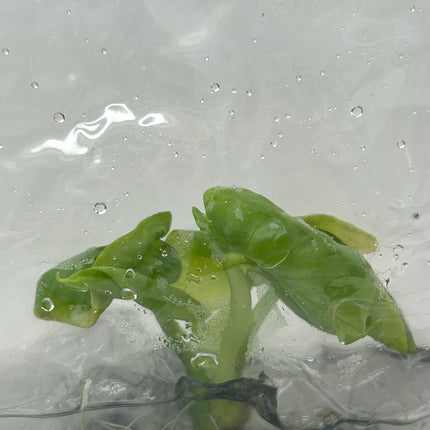 Alocasia hypoleuca mahaphetara Tissue Culture (1 item/bag)