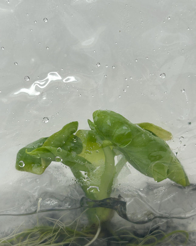 Alocasia hypoleuca mahaphetara Tissue Culture (1 item/bag)