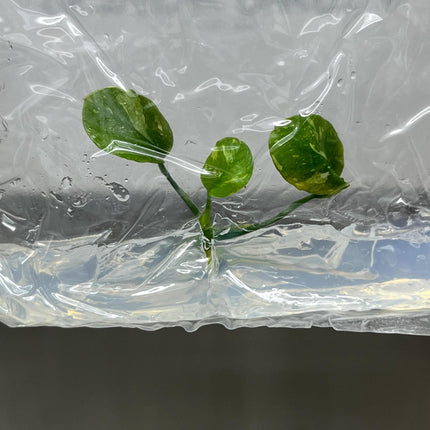 Anubius Variegated Tissue Culture (1 item/bag)