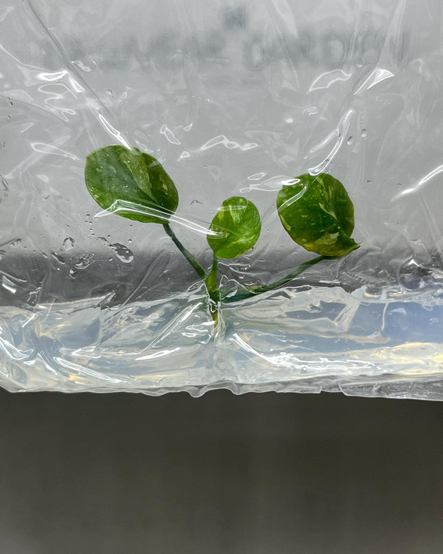 Anubius Variegated Tissue Culture (1 item/bag)