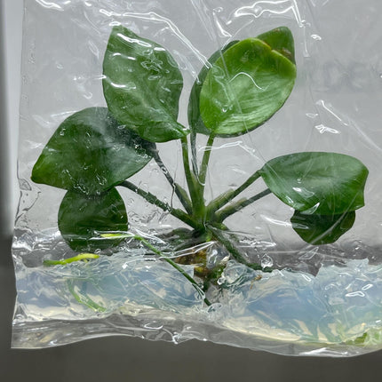 Anubias Nana ‘Petite' Tissue Culture (1 item/bag)