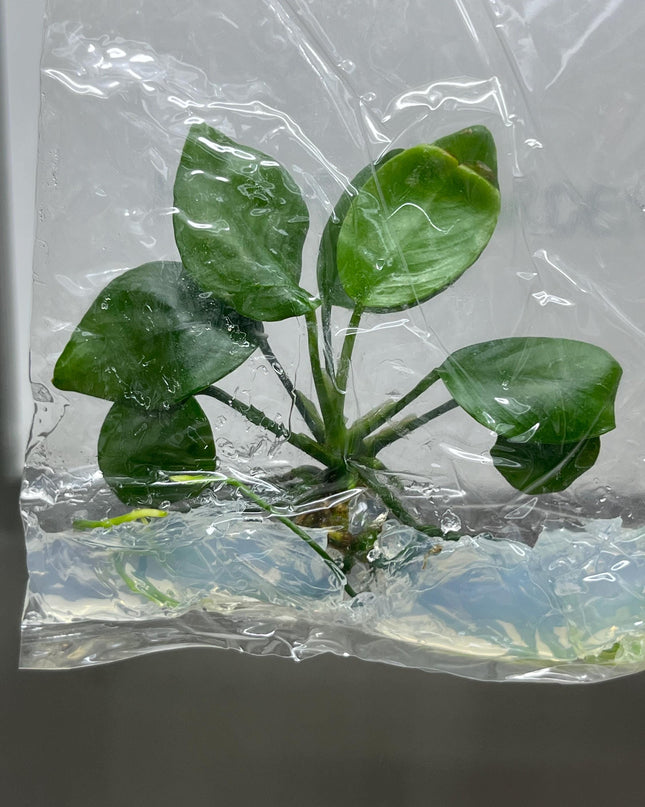 Anubias Nana ‘Petite' Tissue Culture (1 item/bag)