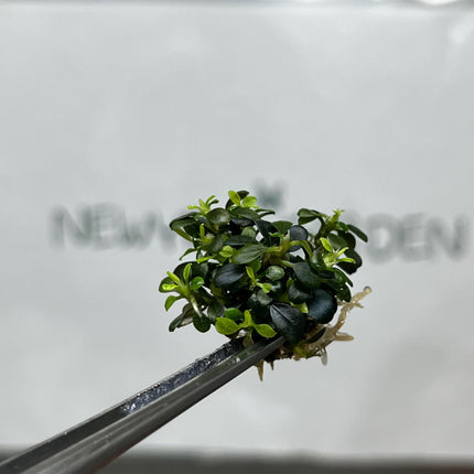 Bucephalandra Kedagang Mini Round Tissue Culture (1 item/bag)