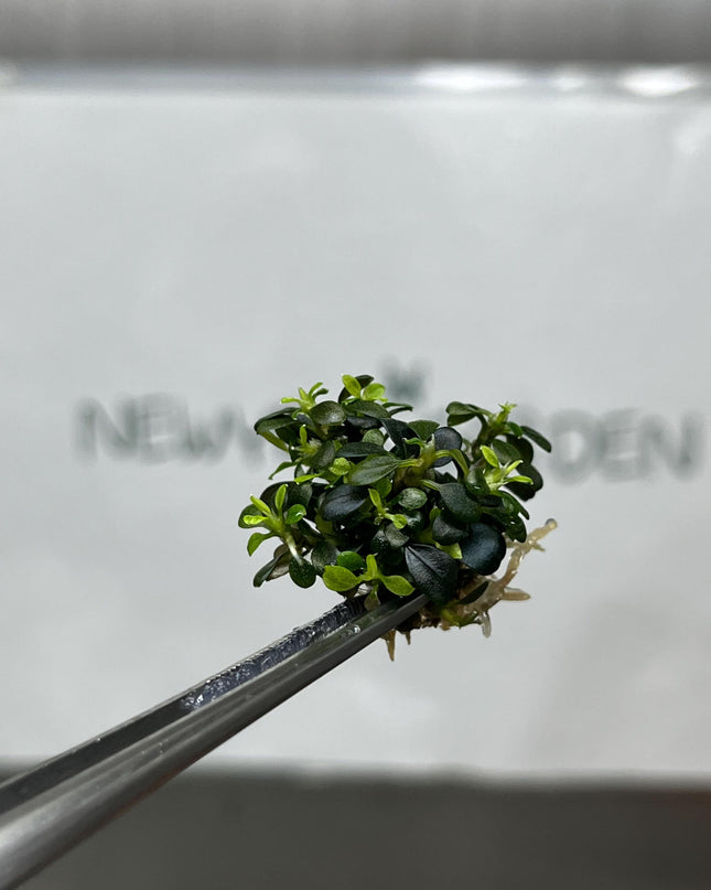 Bucephalandra Kedagang Mini Round Tissue Culture (1 item/bag)