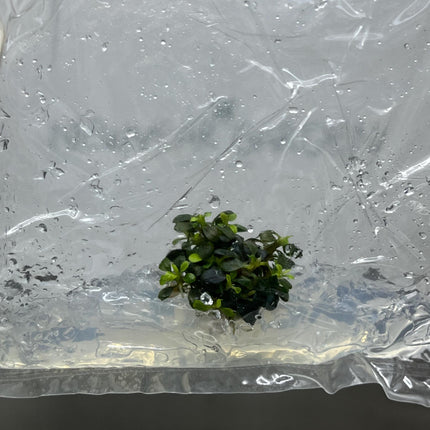 Bucephalandra Kedagang Mini Round Tissue Culture (1 item/bag)