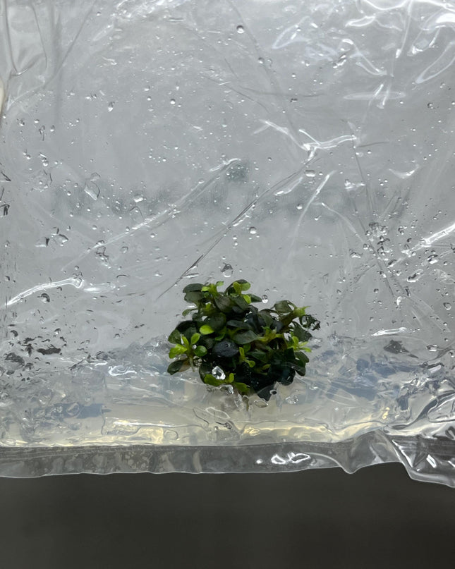 Bucephalandra Kedagang Mini Round Tissue Culture (1 item/bag)