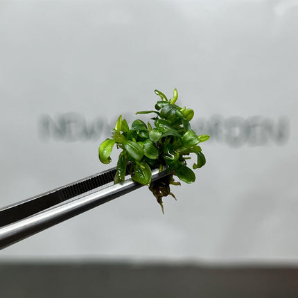 Bucephalandra Brownie Phoenix Tissue Culture (1 item/bag)