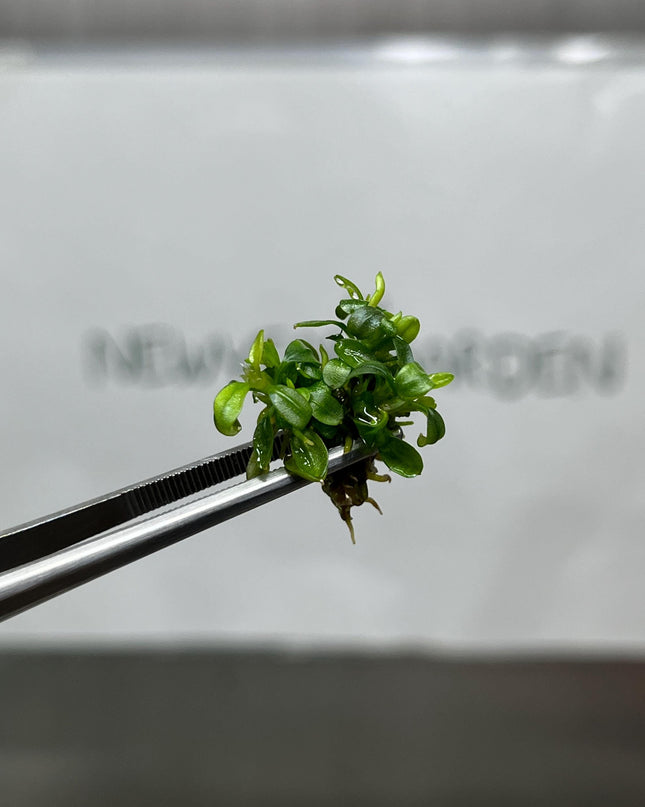 Bucephalandra Brownie Phoenix Tissue Culture (1 item/bag)