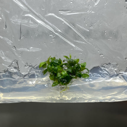 Bucephalandra Brownie Phoenix Tissue Culture (1 item/bag)