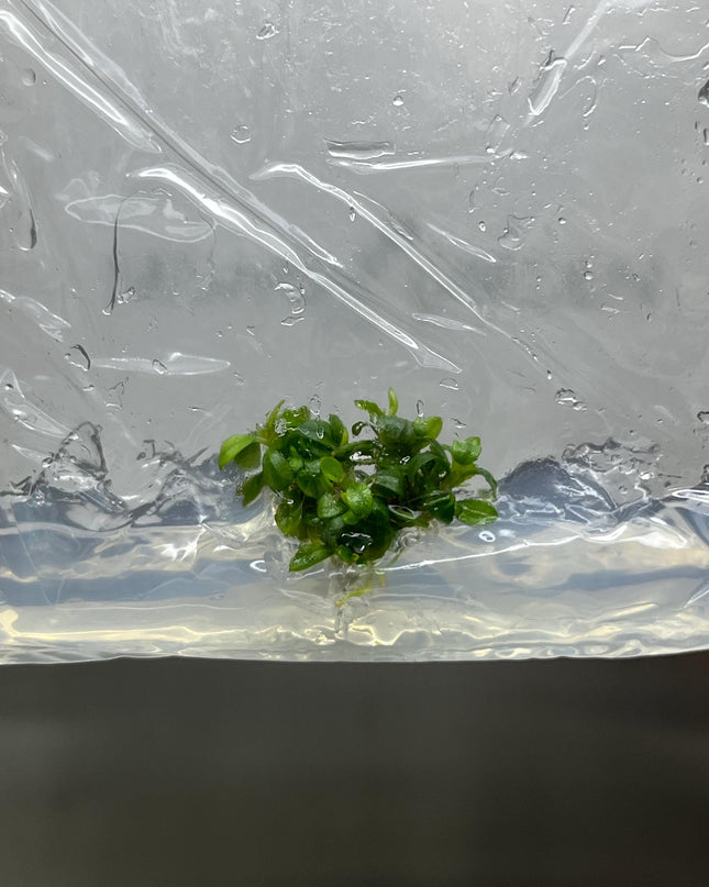 Bucephalandra Brownie Phoenix Tissue Culture (1 item/bag)