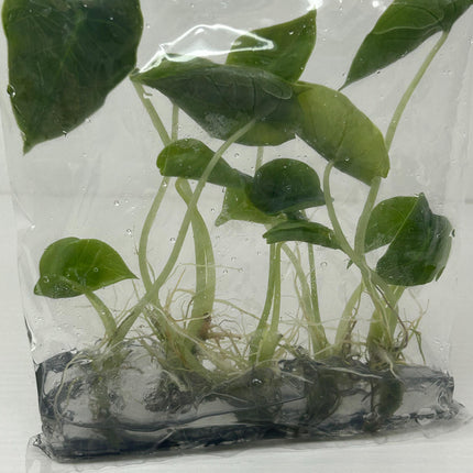 Alocasia Infernalis Tissue Culture (5 items/bag)