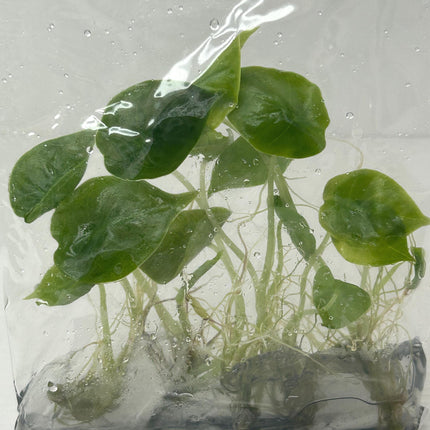 Alocasia Infernalis Tissue Culture (5 items/bag)