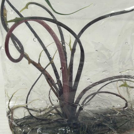 Alocasia flying squid Tissue Culture (1 item/bag)