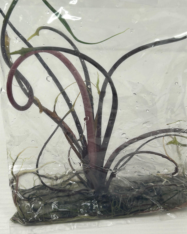 Alocasia flying squid Tissue Culture (1 item/bag)