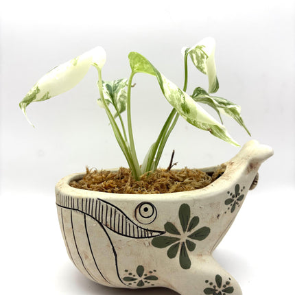 Ceramic Whale Planter Pot with Hand-Painted Floral Design