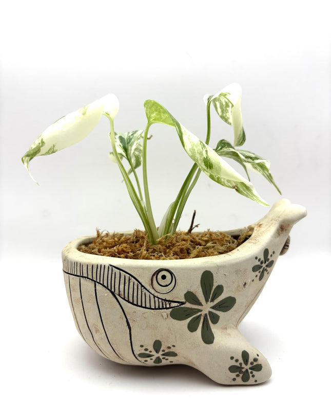 Ceramic Whale Planter Pot with Hand-Painted Floral Design