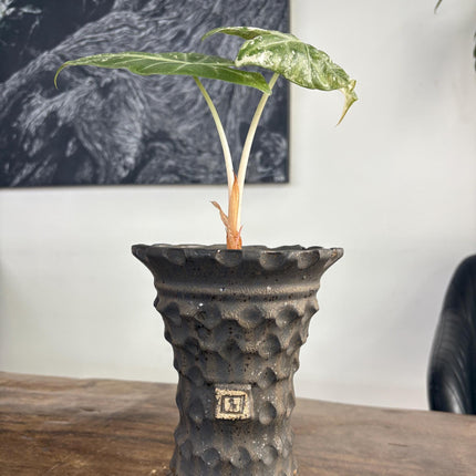 Modern Textured Ceramic Planter