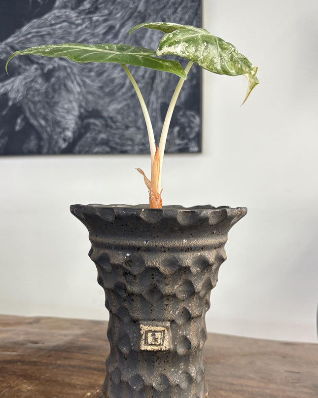Modern Textured Ceramic Planter